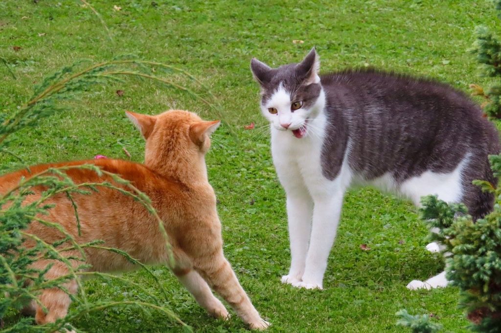 喧嘩する2匹の猫